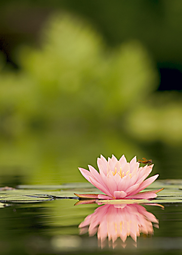 red-water-lily1.jpg